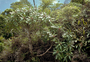 Campanulaceae - Apetahia longistigmata 