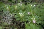 Campanulaceae - Apetahia seigelii 