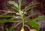 Gesneriaceae - Cyrtandra ootensis 