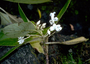 Gesneriaceae - Cyrtandra ootensis 