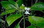 Gesneriaceae - Cyrtandra ootensis 