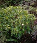 Gesneriaceae - Cyrtandra feaniana 