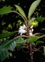 Gesneriaceae - Cyrtandra nukuhivensis 