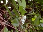 Gesneriaceae - Cyrtandra nukuhivensis 