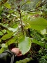 Gesneriaceae - Cyrtandra ootensis 