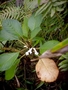 Gesneriaceae - Cyrtandra uahukaensis 