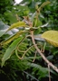 Gesneriaceae - Cyrtandra thibaultii 