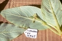 Gesneriaceae - Cyrtandra ootensis 