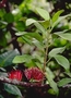 Loranthaceae - Decaisnina forsteriana 