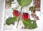 Loranthaceae - Decaisnina forsteriana 
