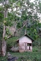 Moraceae - Artocarpus altilis 