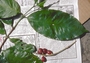 Rubiaceae - Coffea arabica 