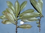 Rubiaceae - Coprosma reticulata 