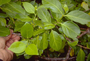 Rubiaceae - Cyclophyllum barbatum 