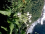 Solanaceae - Nicotiana fatuhivensis 