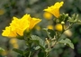 Cordiaceae - Cordia lutea 