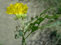 Cordiaceae - Cordia lutea 