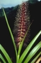 Poaceae - Cenchrus henryanus 