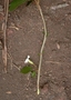 Gesneriaceae - Cyrtandra thibaultii 