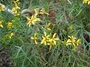 Asteraceae - Bidens menziesii subsp. menziesii 
