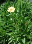 Asteraceae - Coreopsis lanceolata 