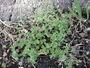 Asteraceae - Cotula australis 