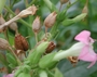 Solanaceae - Nicotiana tabacum 