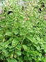 Piperaceae - Peperomia leptostachya 