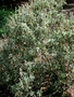 Amaranthaceae - Achyranthes splendens var. rotundata 