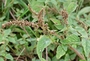 Amaranthaceae - Amaranthus viridis 