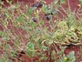 Asteraceae - Bidens pilosa 