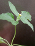 Asteraceae - Calyptocarpus vialis 