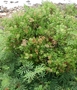 Asteraceae - Pluchea indica 