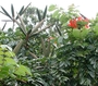 Bignoniaceae - Spathodea campanulata 