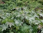 Euphorbiaceae - Ricinus communis 