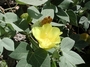 Malvaceae - Gossypium tomentosum 