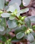 Portulacaceae - Portulaca oleracea 