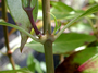 Rubiaceae - Kadua acuminata 