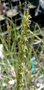 Poaceae - Heteropogon contortus 