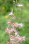 Poaceae - Melinis repens 