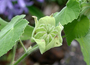 Malvaceae - Abutilon grandifolium (Pukepu)