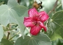 Malvaceae - Abutilon menziesii 