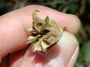 Malvaceae - Abutilon menziesii 