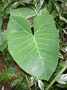 Araceae - Alocasia macrorrhizos 
