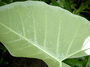 Araceae - Alocasia macrorrhizos 