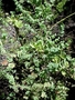Euphorbiaceae - Euphorbia degeneri 