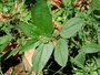 Euphorbiaceae - Euphorbia hirta 