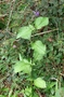 Verbenaceae - Stachytarpheta cayennensis 