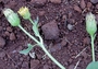 Asteraceae - Bidens pilosa 