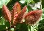 Bixaceae - Bixa orellana 